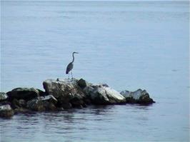 Michael initially called this heron a Crane, after seeing so many cranes on the tour so far.  Seen from Promenade de Vidy on our evening walk